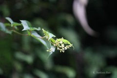 Neillia rubiflora